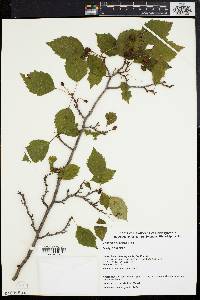 Crataegus compta image