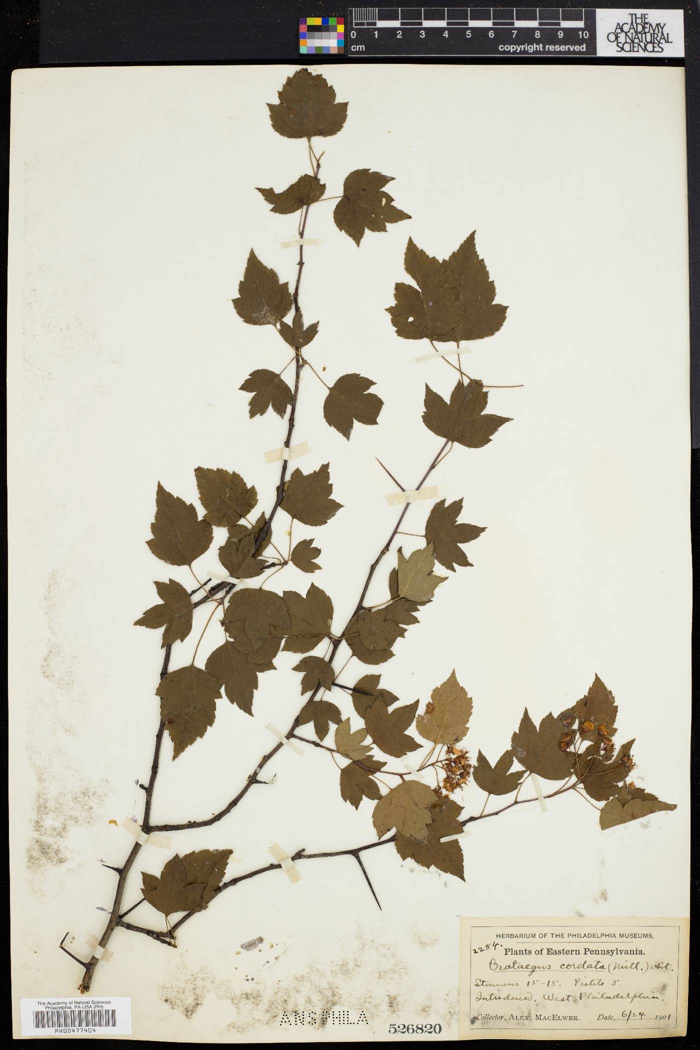 Crataegus cordata image