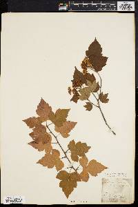 Crataegus cordata image