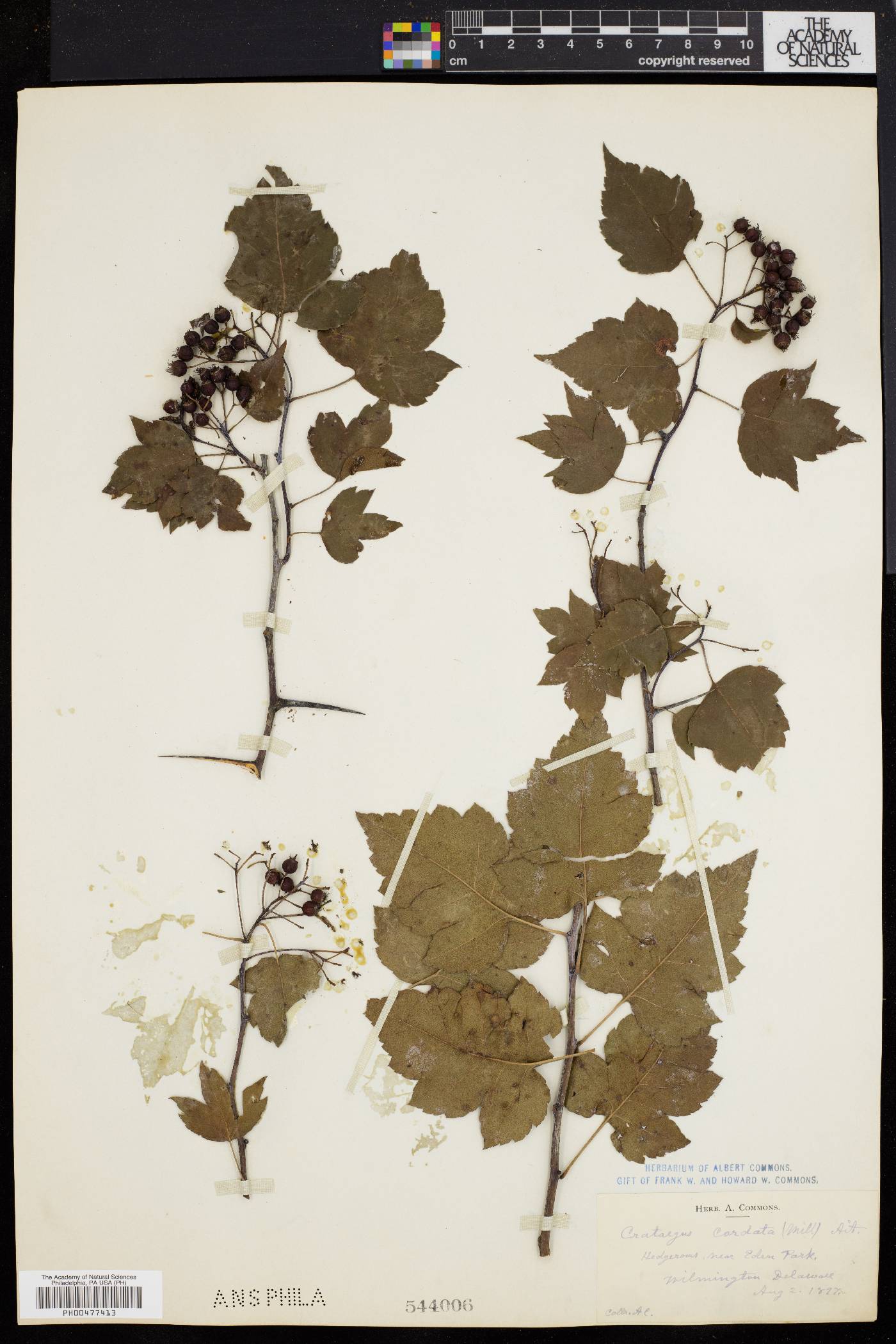 Crataegus cordata image