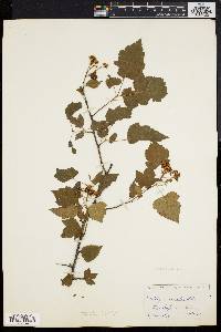 Crataegus cordata image