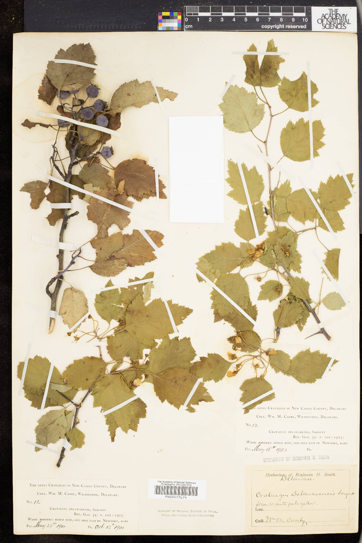 Crataegus delawarensis image