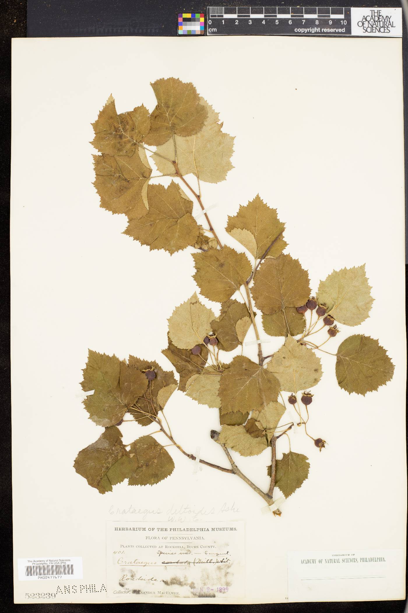 Crataegus deltoides image