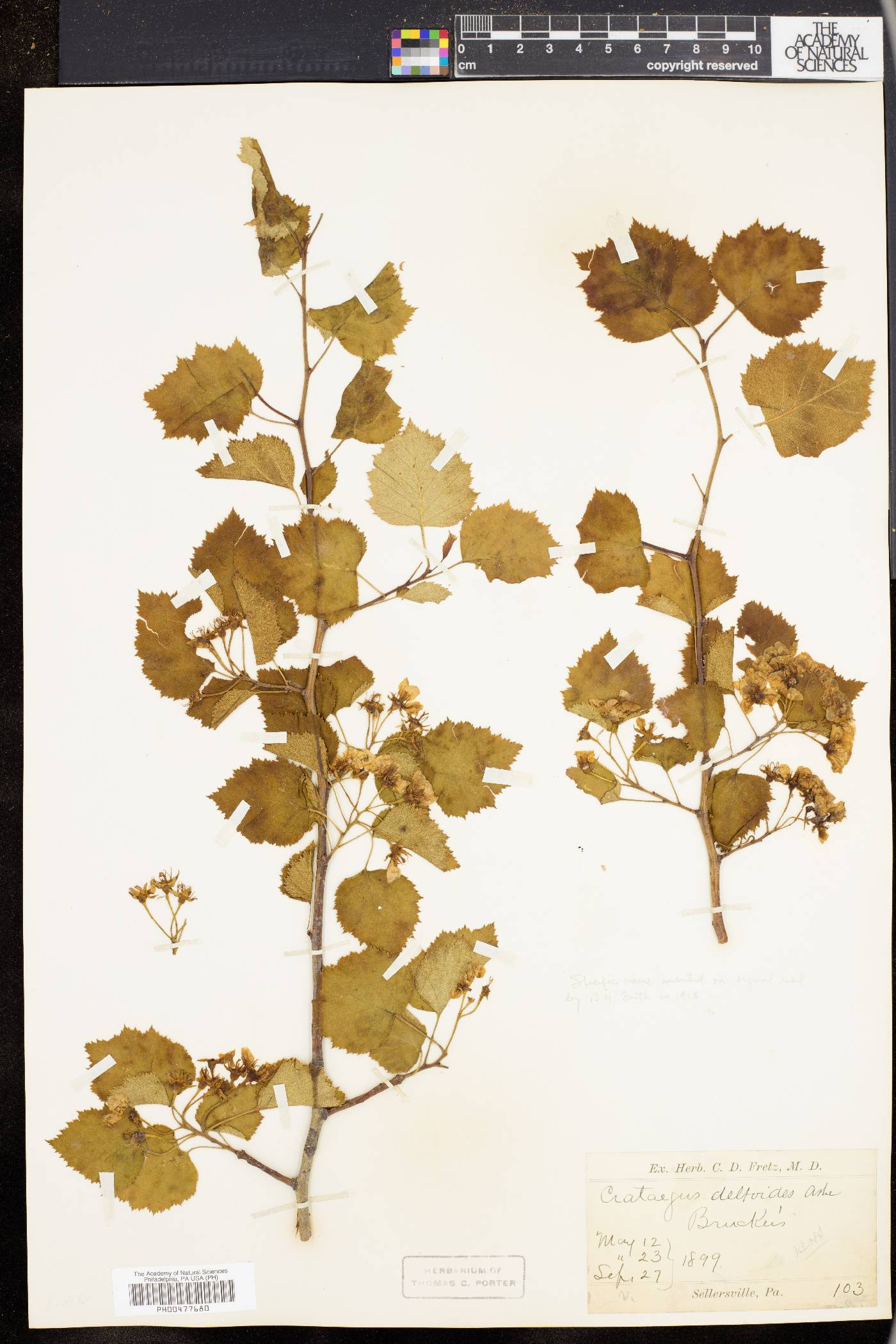 Crataegus deltoides image