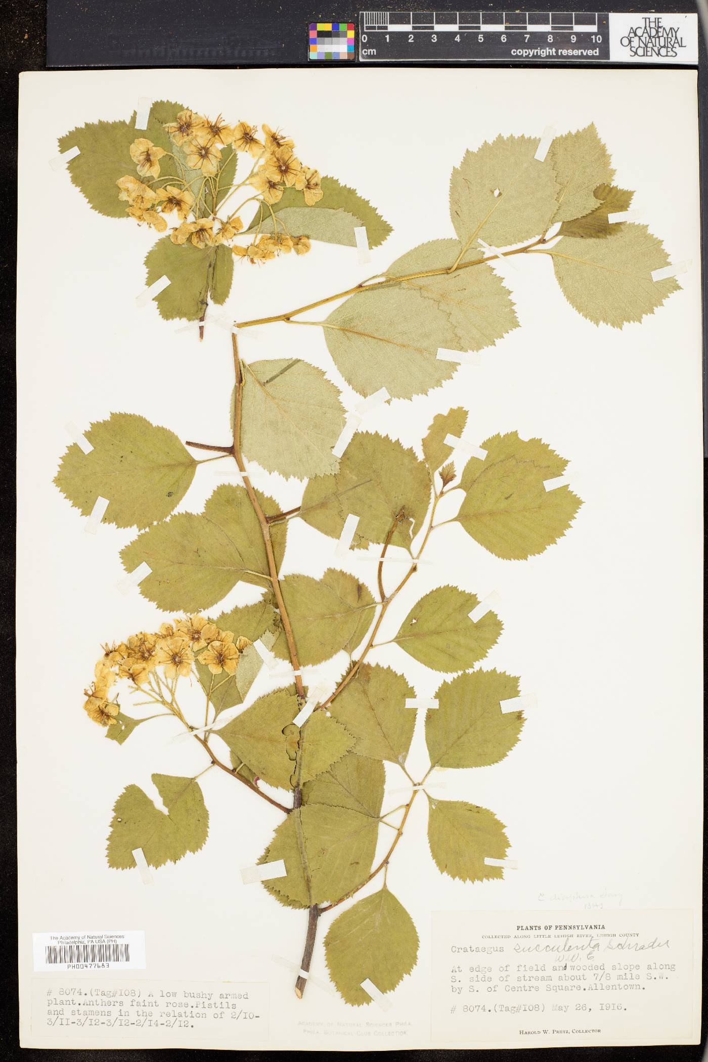 Crataegus diaphora image