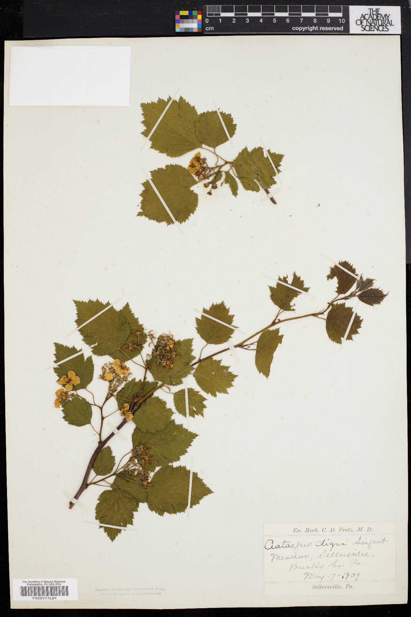 Crataegus digna image