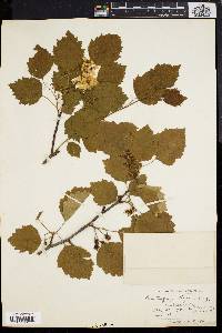 Crataegus digna image