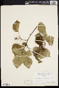 Crataegus dilatata image