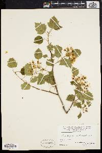 Crataegus dilatata image