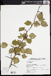 Image of Crataegus dissona