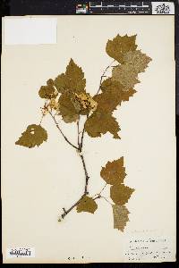 Crataegus dissona image