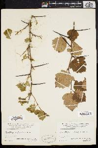 Crataegus dodgei image