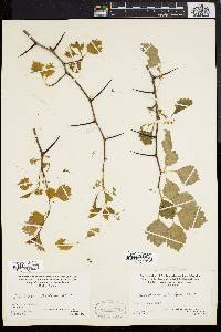 Crataegus dodgei image