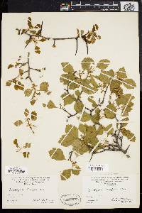 Crataegus dodgei image