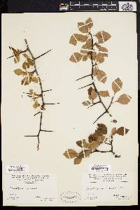 Crataegus dodgei image