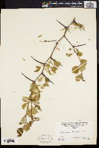 Crataegus dodgei image