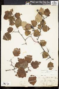 Crataegus filipes image