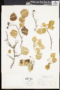 Crataegus filipes image