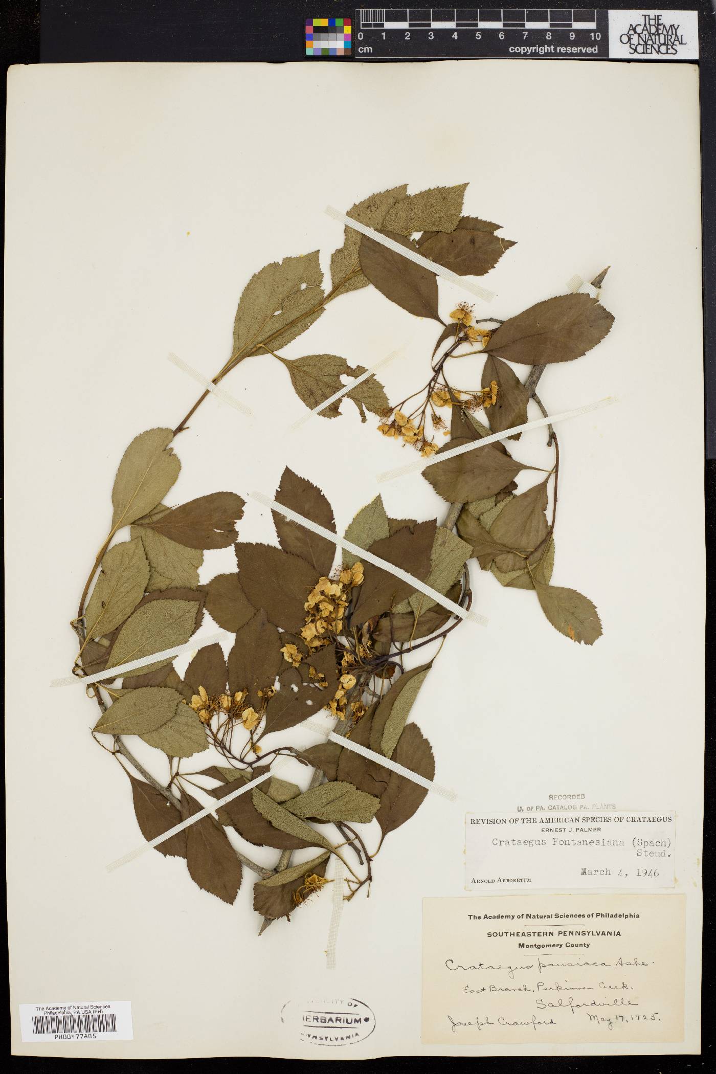 Crataegus fontanesiana image