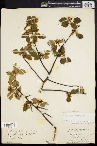 Crataegus fortunata image