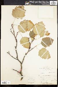 Crataegus gravis image