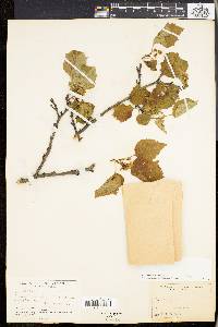 Crataegus gravis image
