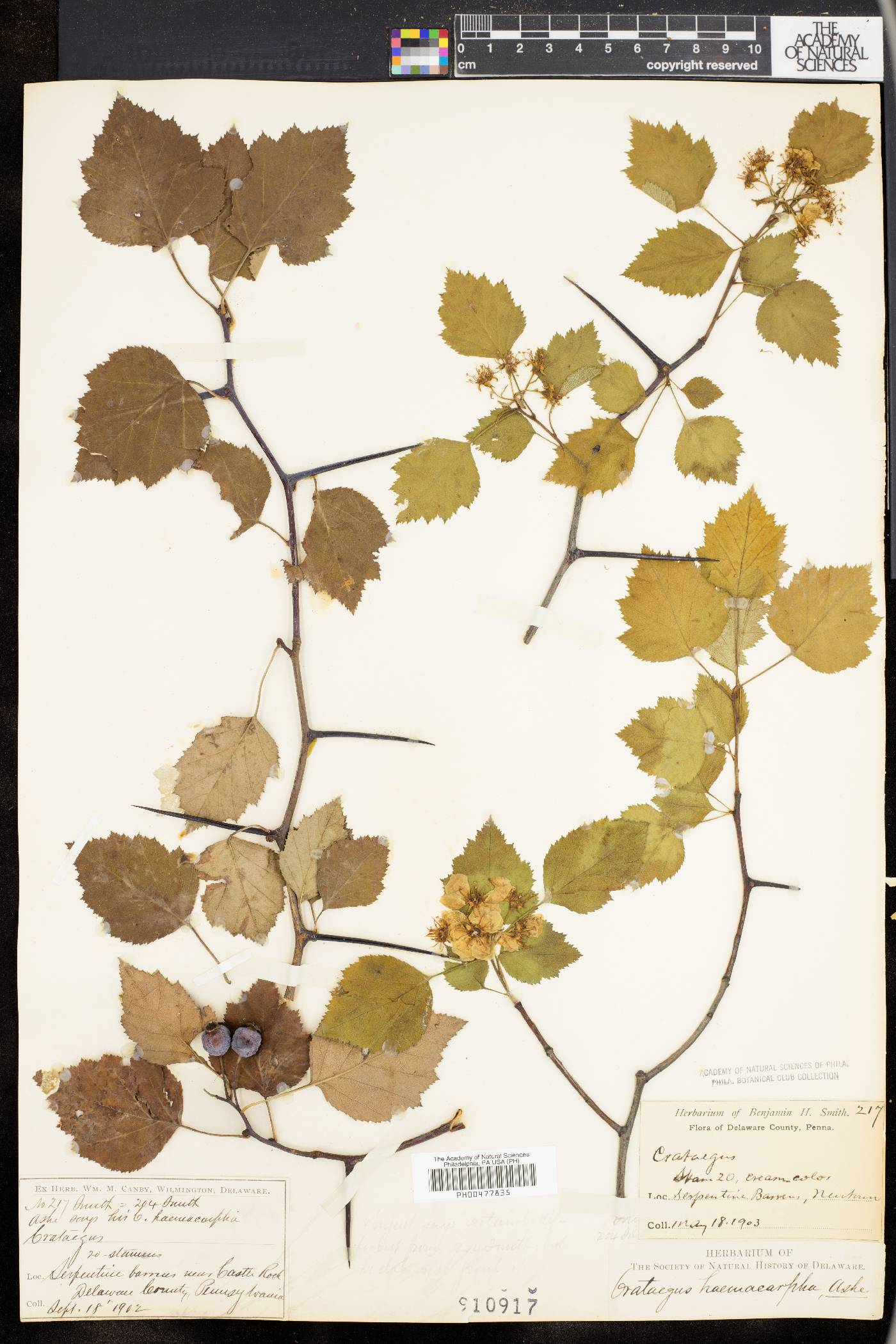 Crataegus haemacarpa image