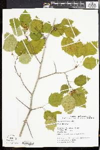 Crataegus holmesiana image