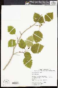 Crataegus holmesiana image