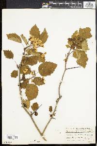 Crataegus holmesiana image