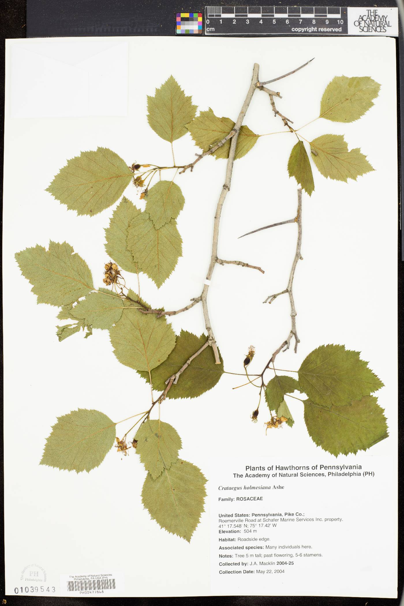 Crataegus holmesiana image