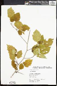 Crataegus holmesiana image