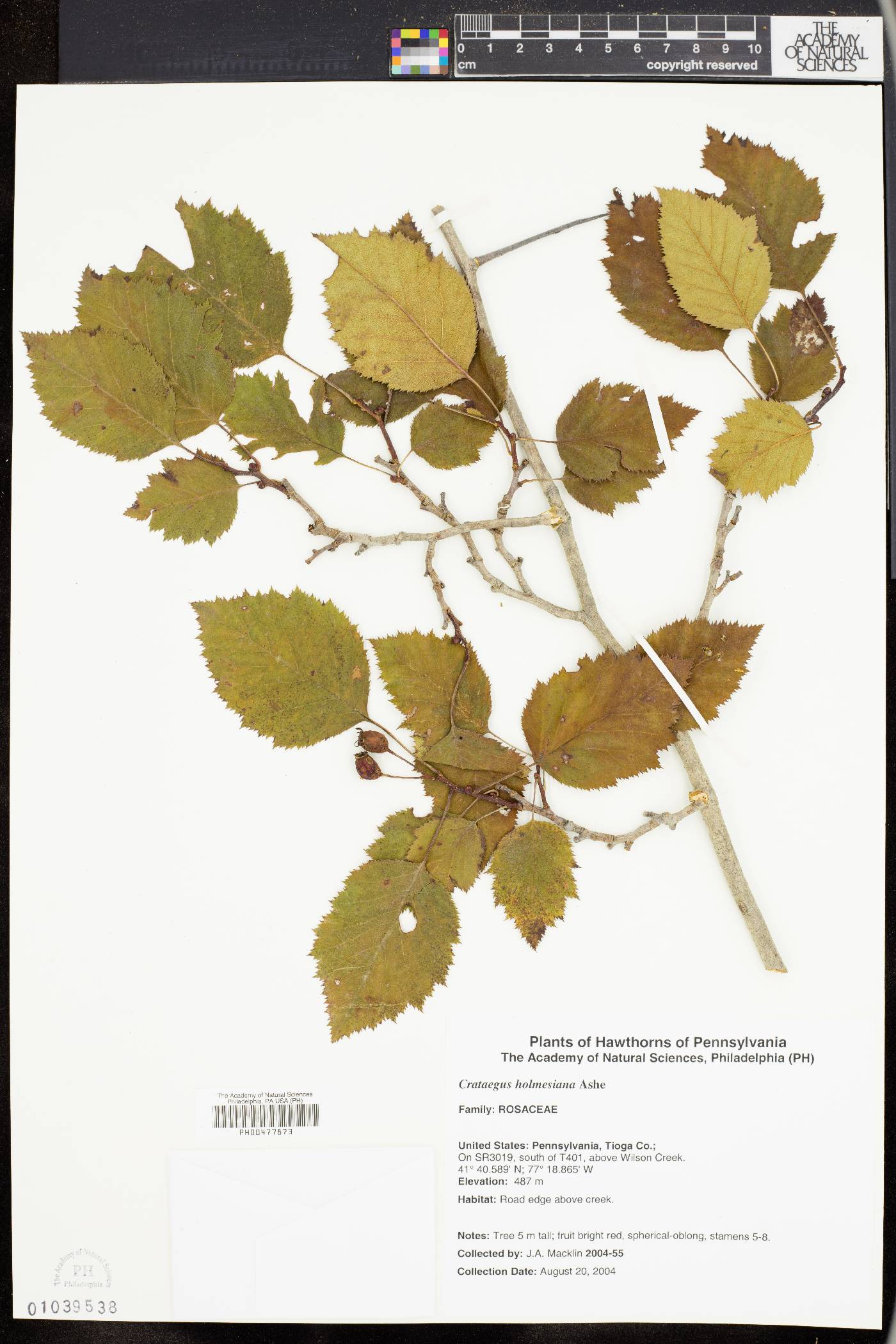 Crataegus holmesiana image