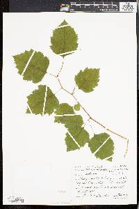 Crataegus holmesiana image