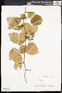 Crataegus holmesiana image