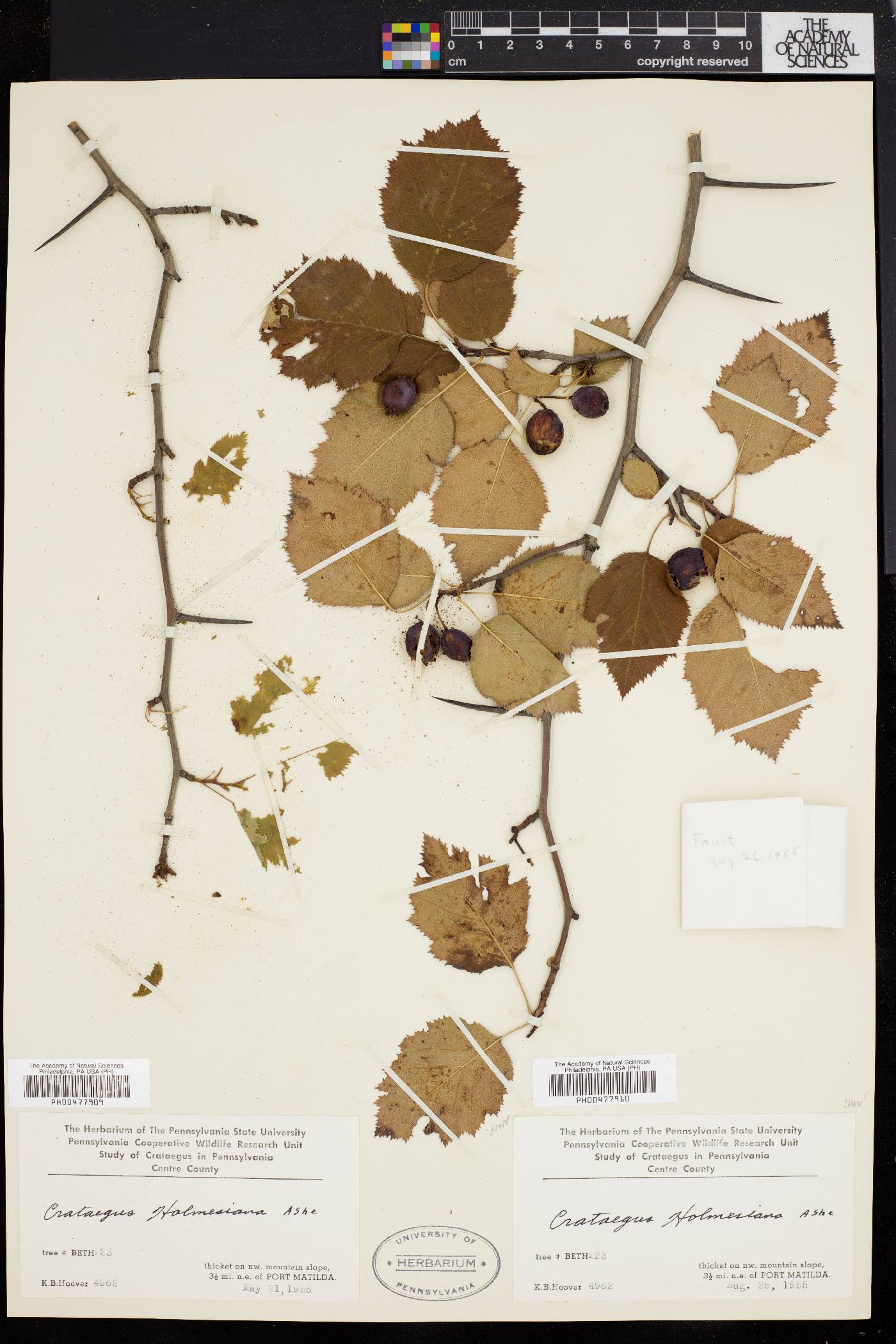 Crataegus holmesiana image