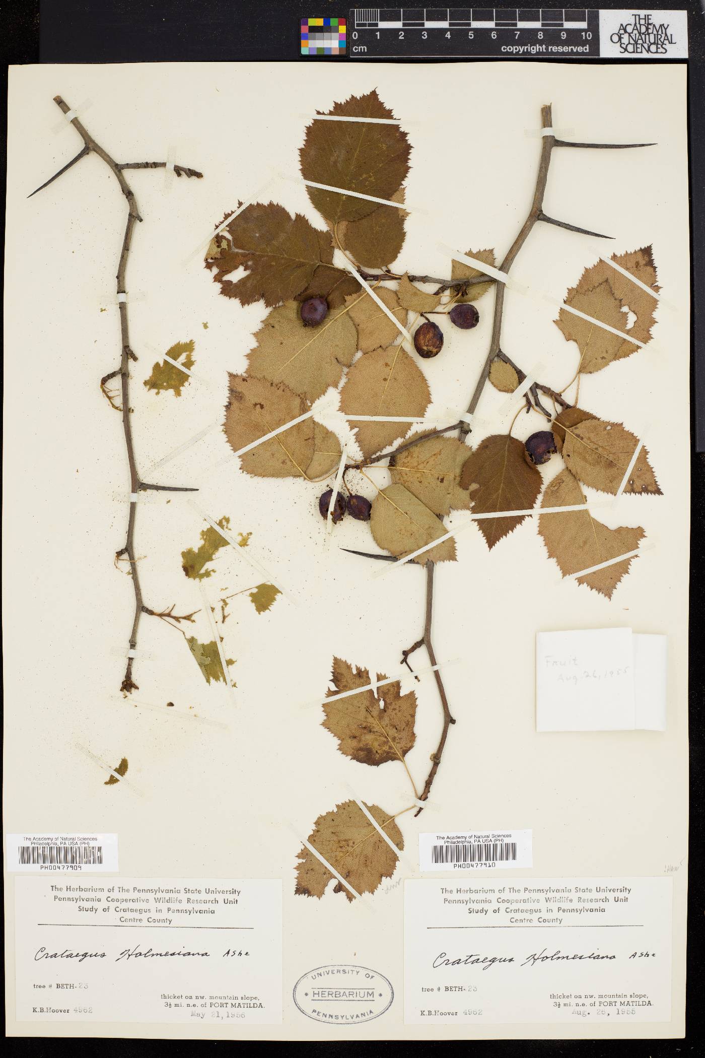 Crataegus holmesiana image