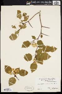 Crataegus holmesiana image