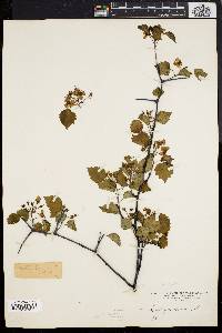 Crataegus crus-galli var. crus-galli image