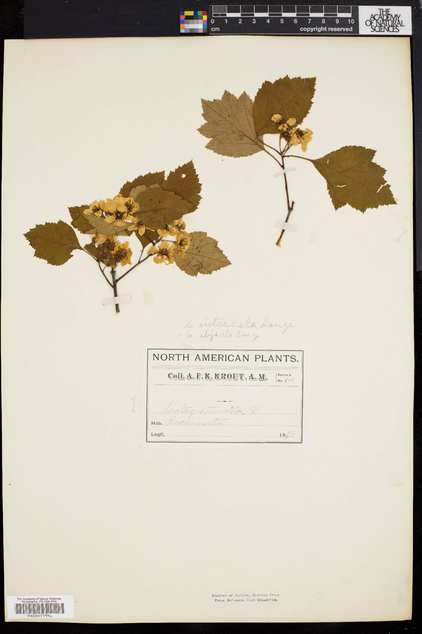 Crataegus crus-galli var. crus-galli image