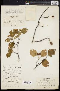 Crataegus crus-galli var. crus-galli image