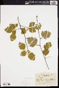 Crataegus crus-galli var. crus-galli image