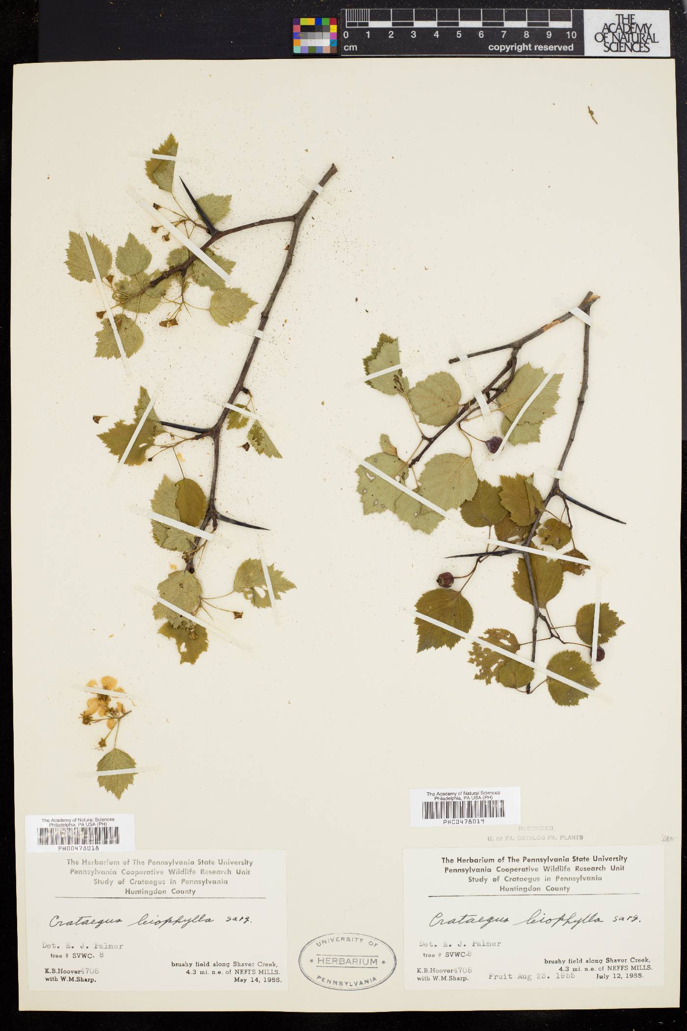 Crataegus leiophylla image