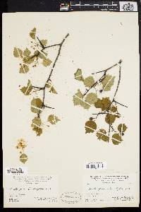 Crataegus leiophylla image
