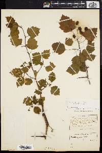 Image of Crataegus levis