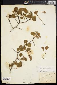 Image of Crataegus margarettae