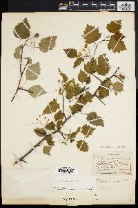 Crataegus milleri image