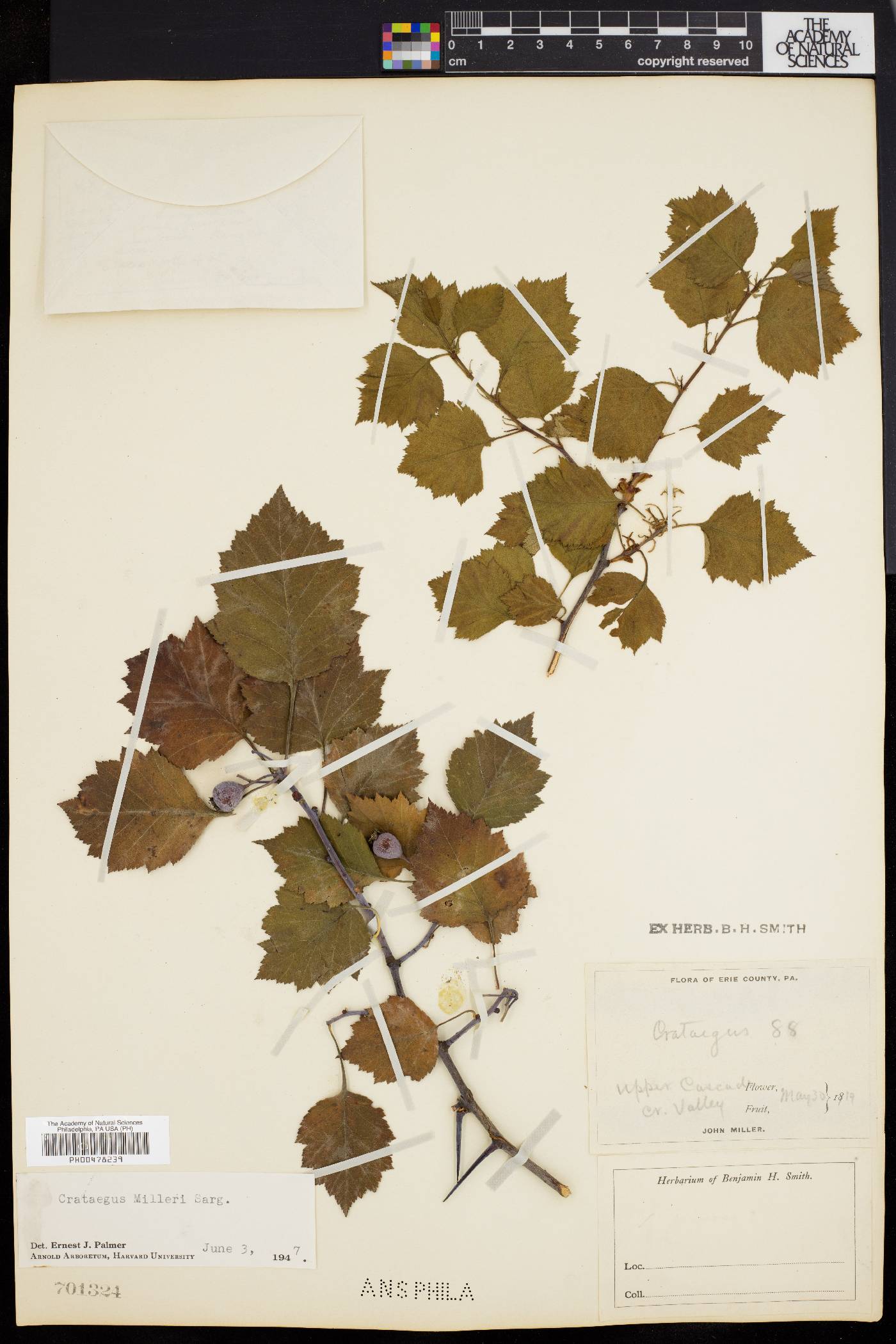 Crataegus milleri image