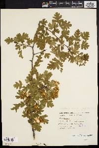 Crataegus monogyna image