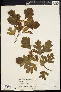 Crataegus monogyna image